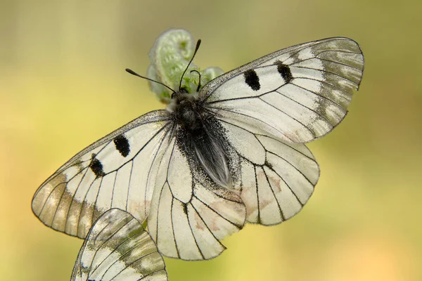 Macro Shots Beautiful Nature Scene Closeup Beautiful Butterfly Sitting Flower — Stock Photo, Image