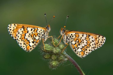 Makro çekimler, güzel doğa sahneleri. Yaklaş, güzel kelebek yaz bahçesindeki çiçekte oturuyor..