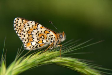 Makro çekimler, güzel doğa sahneleri. Yaklaş, güzel kelebek yaz bahçesindeki çiçekte oturuyor..