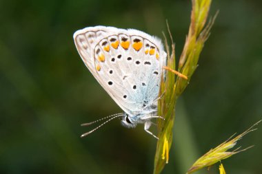 Makro çekimler, güzel doğa sahneleri. Yaklaş, güzel kelebek yaz bahçesindeki çiçekte oturuyor..