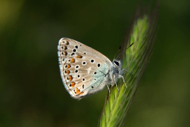 Makro çekimler, güzel doğa sahneleri. Yaklaş, güzel kelebek yaz bahçesindeki çiçekte oturuyor..