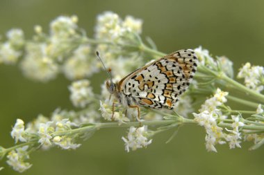 Makro çekimler, güzel doğa sahneleri. Yaklaş, güzel kelebek yaz bahçesindeki çiçekte oturuyor..