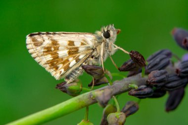 Makro çekimler, güzel doğa sahneleri. Yaklaş, güzel kelebek yaz bahçesindeki çiçekte oturuyor..