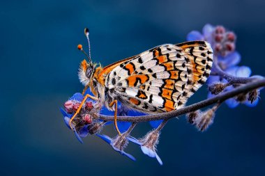 Makro çekimler, güzel doğa sahneleri. Yaklaş, güzel kelebek yaz bahçesindeki çiçekte oturuyor..