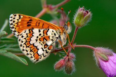 Makro çekimler, güzel doğa sahneleri. Yaklaş, güzel kelebek yaz bahçesindeki çiçekte oturuyor..