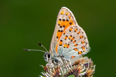 Makro çekimler, güzel doğa sahneleri. Yaklaş, güzel kelebek yaz bahçesindeki çiçekte oturuyor..
