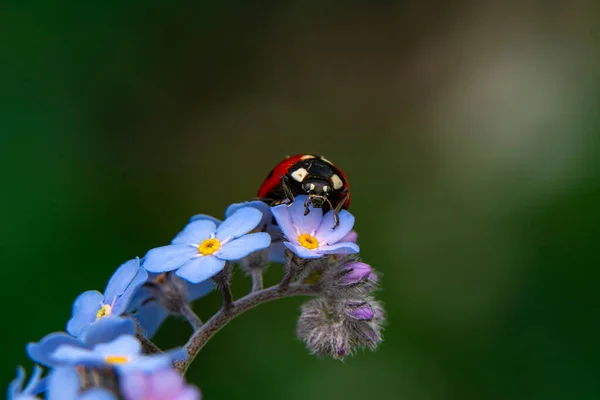 Makroaufnahmen Schöne Naturszene Schöne Marienkäfer Auf Blatt Defokussiert Hintergrund — Stockfoto