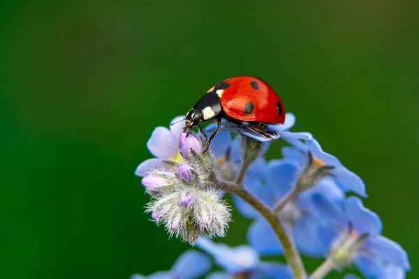 宏观镜头 美丽的自然景观 落叶背景上美丽的瓢虫 — 图库照片