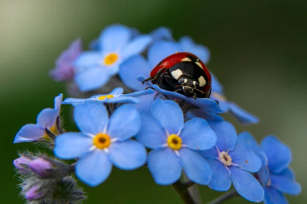 宏观镜头 美丽的自然景观 落叶背景上美丽的瓢虫 — 图库照片