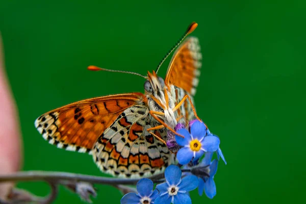 Makroaufnahmen Schöne Naturszene Nahaufnahme Schöner Schmetterling Sitzt Auf Der Blume Stockfoto