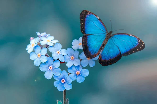 マクロショット 美しい自然シーン 夏の庭で花に座っている美しい蝶を閉じます ロイヤリティフリーのストック写真
