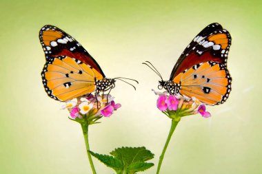 Makro çekimler, güzel doğa sahneleri. Yaklaş, güzel kelebek yaz bahçesindeki çiçekte oturuyor..