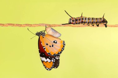 İnanılmaz bir an, Kelebeğin güzel kozası