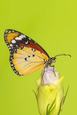 Makro çekimler, güzel doğa sahneleri. Yaklaş, güzel kelebek yaz bahçesindeki çiçekte oturuyor..