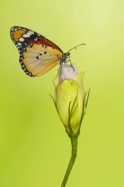 Makro çekimler, güzel doğa sahneleri. Yaklaş, güzel kelebek yaz bahçesindeki çiçekte oturuyor..