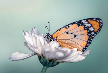 Makro çekimler, güzel doğa sahneleri. Yaklaş, güzel kelebek yaz bahçesindeki çiçekte oturuyor..