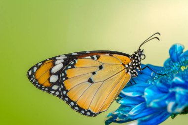 Makro çekimler, güzel doğa sahneleri. Yaklaş, güzel kelebek yaz bahçesindeki çiçekte oturuyor..