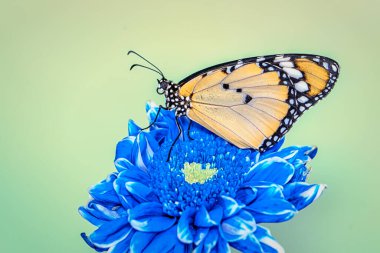 Makro çekimler, güzel doğa sahneleri. Yaklaş, güzel kelebek yaz bahçesindeki çiçekte oturuyor..
