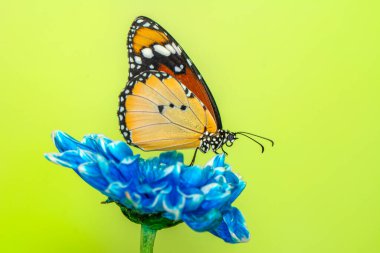 Makro çekimler, güzel doğa sahneleri. Yaklaş, güzel kelebek yaz bahçesindeki çiçekte oturuyor..