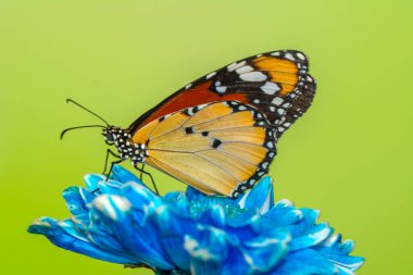 Makro çekimler, güzel doğa sahneleri. Yaklaş, güzel kelebek yaz bahçesindeki çiçekte oturuyor..