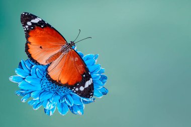 Makro çekimler, güzel doğa sahneleri. Yaklaş, güzel kelebek yaz bahçesindeki çiçekte oturuyor..