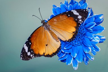 Makro çekimler, güzel doğa sahneleri. Yaklaş, güzel kelebek yaz bahçesindeki çiçekte oturuyor..