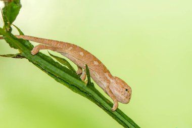 Makro çekimler, Güzel doğa sahnesi Yeşil bukalemun 