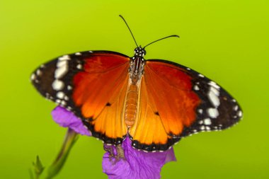 Makro çekimler, güzel doğa sahneleri. Yaklaş, güzel kelebek yaz bahçesindeki çiçekte oturuyor..