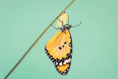 Makro çekimler, güzel doğa sahneleri. Yaklaş, güzel kelebek yaz bahçesindeki çiçekte oturuyor..