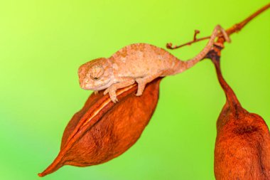 Makro çekimler, Güzel doğa sahnesi Yeşil bukalemun 