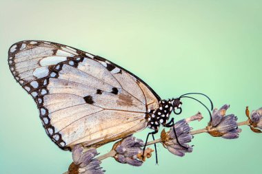 Makro çekimler, güzel doğa sahneleri. Yaklaş, güzel kelebek yaz bahçesindeki çiçekte oturuyor..