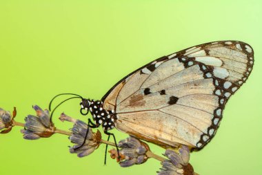 Makro çekimler, güzel doğa sahneleri. Yaklaş, güzel kelebek yaz bahçesindeki çiçekte oturuyor..