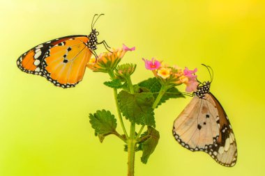 Makro çekimler, güzel doğa sahneleri. Yaklaş, güzel kelebek yaz bahçesindeki çiçekte oturuyor..