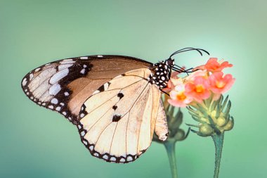 Makro çekimler, güzel doğa sahneleri. Yaklaş, güzel kelebek yaz bahçesindeki çiçekte oturuyor..