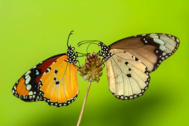 Makro çekimler, güzel doğa sahneleri. Yaklaş, güzel kelebek yaz bahçesindeki çiçekte oturuyor..