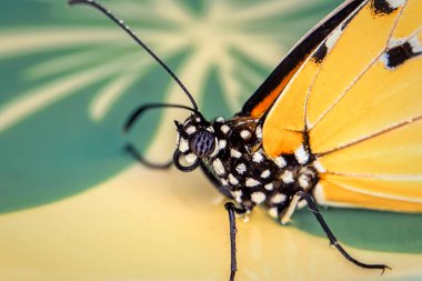 Makro çekimler, güzel doğa sahneleri. Yaklaş, güzel kelebek yaz bahçesindeki çiçekte oturuyor..