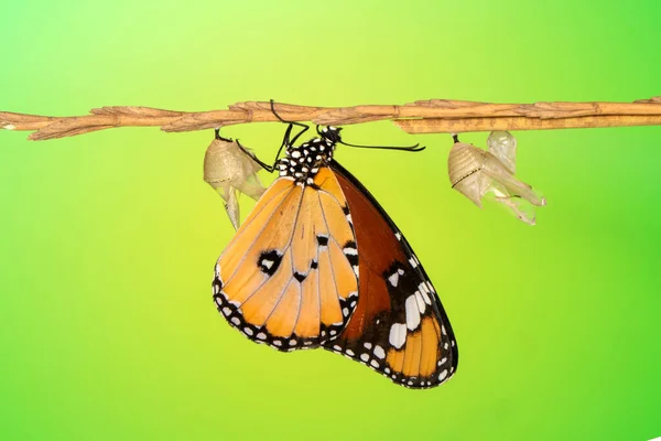 Amazing Moment Closeup Beautiful Chrysalis Butterfly — стоковое фото