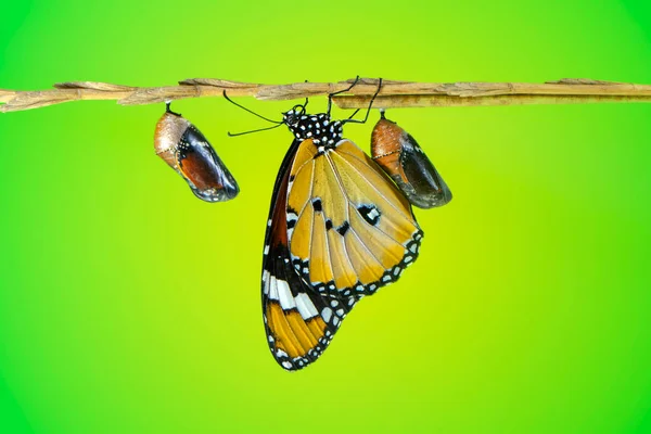 Úžasný Okamžik Closeup Krásná Kukla Motýla — Stock fotografie