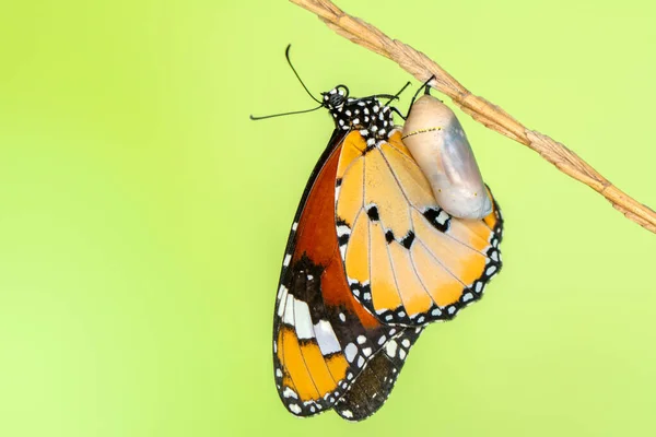 Amazing Moment Closeup Beautiful Chrysalis Butterfly — стоковое фото