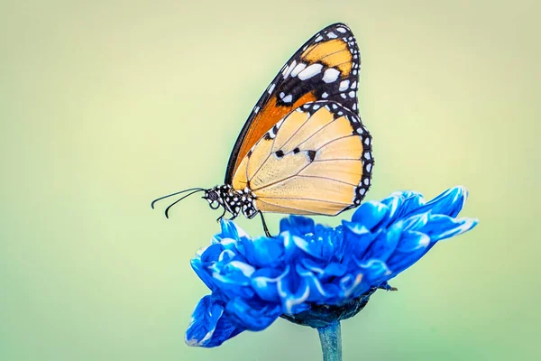 宏观镜头 美丽的自然景观 在夏日的花园里 美丽的蝴蝶坐在花朵上 — 图库照片