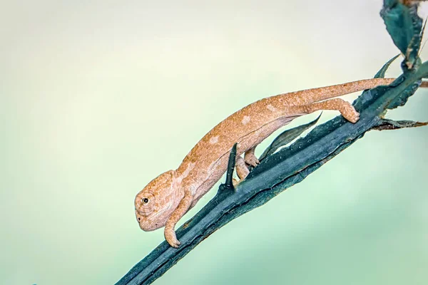 Makro Záběry Krásná Přírodní Scéna Zelený Chameleon — Stock fotografie