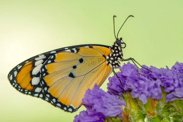 Makró Felvételek Gyönyörű Természeti Jelenet Szekrény Gyönyörű Pillangó Virág Egy — Stock Fotó