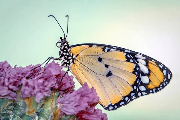 宏观镜头 美丽的自然景观 在夏日的花园里 美丽的蝴蝶坐在花朵上 — 图库照片