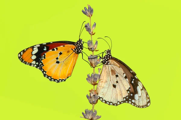 Makroaufnahmen Schöne Naturszene Nahaufnahme Schöner Schmetterling Sitzt Auf Der Blume — Stockfoto