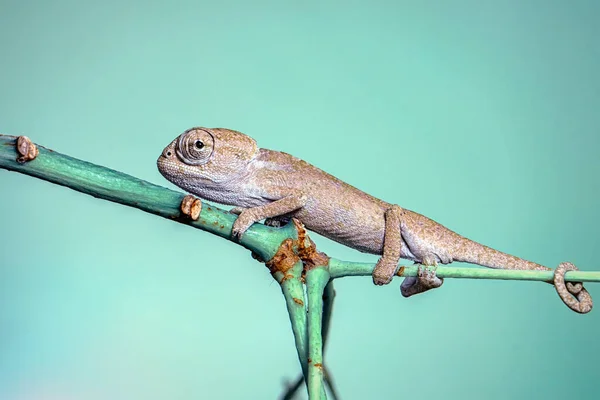 Makro Skott Vacker Natur Scen Grön Kameleont — Stockfoto