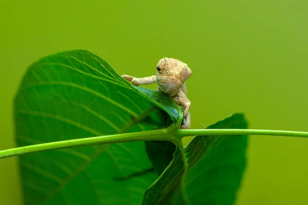 Макро Кадры Красивая Природа Зеленый Хамелеон — стоковое фото