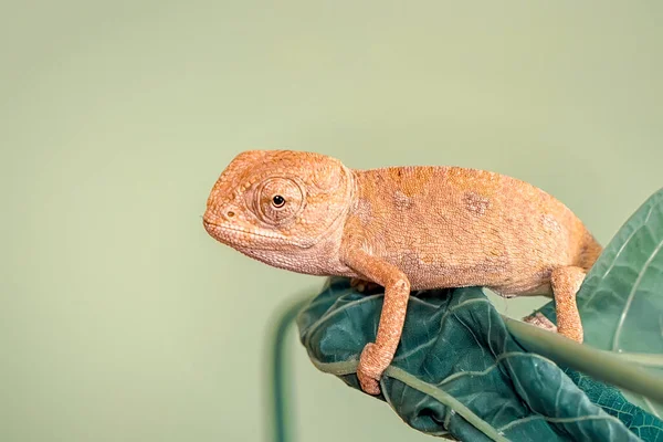 Makro Skott Vacker Natur Scen Grön Kameleont — Stockfoto