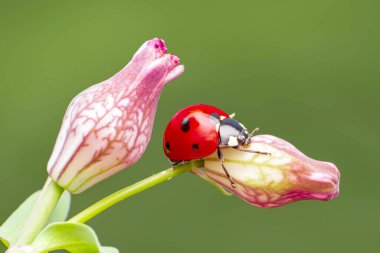 Makro çekimler, güzel doğa sahneleri. Yaprağın üzerindeki güzel uğur böceği odaklanmış arka plan