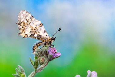 Makro çekimler, güzel doğa sahneleri. Yaklaş, güzel kelebek yaz bahçesindeki çiçekte oturuyor..
