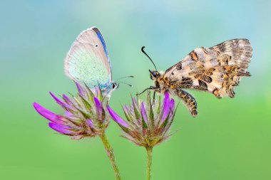 Makro çekimler, güzel doğa sahneleri. Yaklaş, güzel kelebek yaz bahçesindeki çiçekte oturuyor..